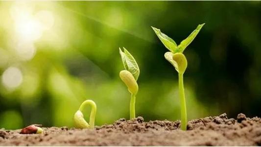 形容春天小草发芽的诗句