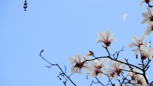 李白描写月亮的诗句名句