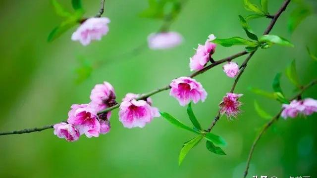 关于描写桃花的诗句