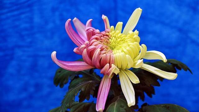 菊花植物的作文锦集
