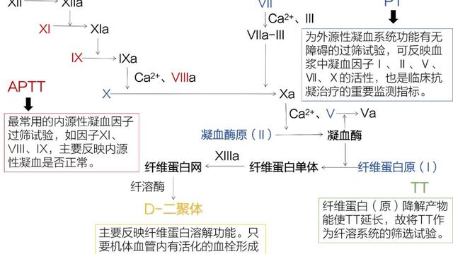 凝血四项检测分析前标本采集及影响因素