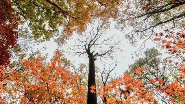 描写秋天枫叶的作文