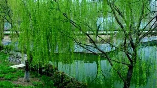 咏柳诗句