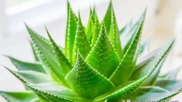 关于芦荟植物的作文300字八篇