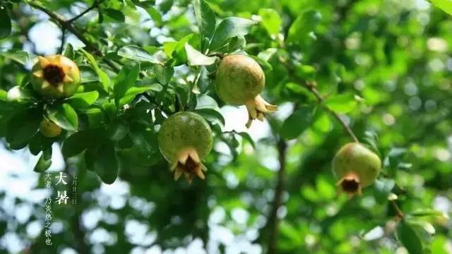 关于节气大暑的诗