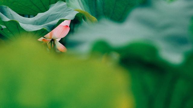 苏轼木兰花诗文注释译文赏析
