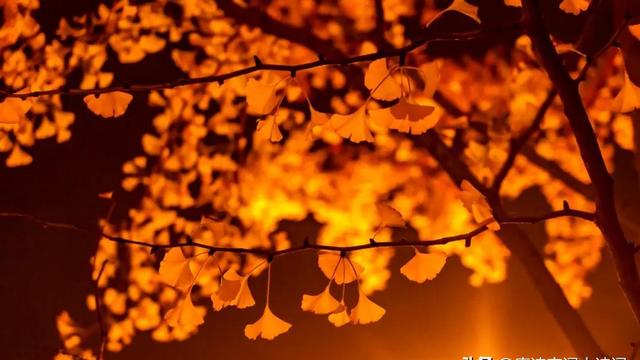 爱在夜里诗歌