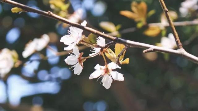 关于立春诗词大全