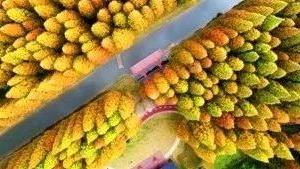 森林防火三个专项方案（精选）