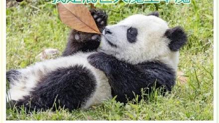 撩人的土味情话