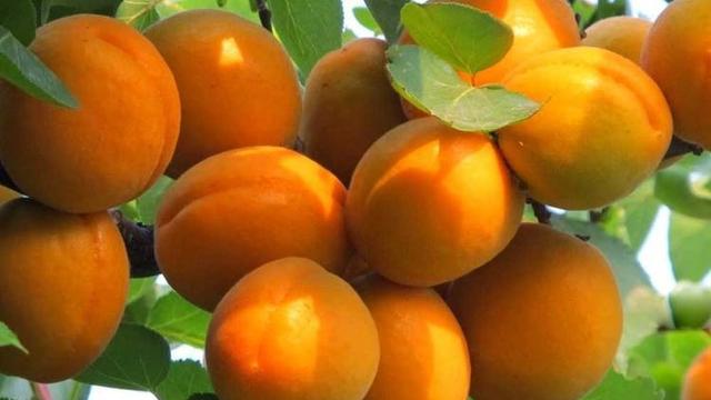 《四時田園雜興（其三十一）》古詩介紹