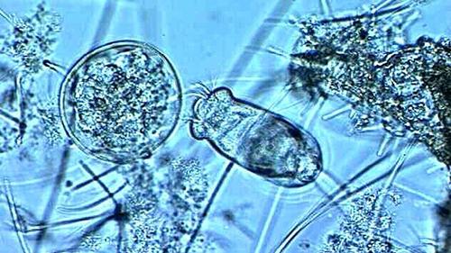 微生物在水处理中具体有哪些作用