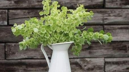 贝壳花的种植方法是什么