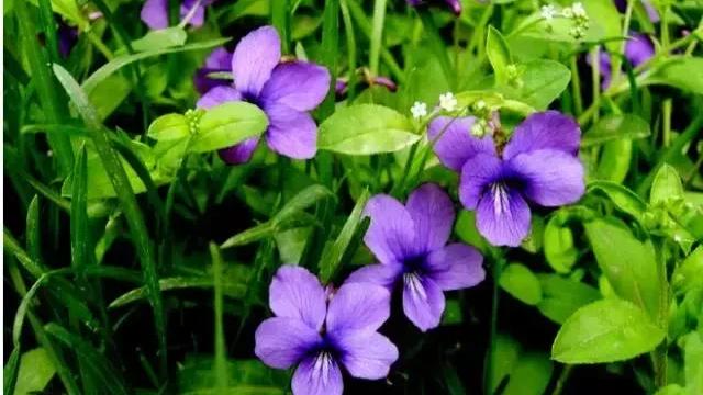 紫色的干花叫什么