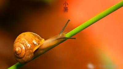 关于小暑节气的五言绝诗