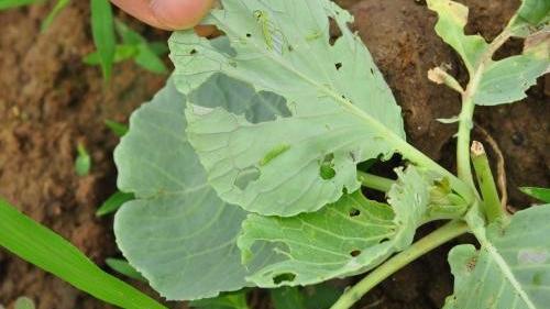 小菜蛾的生物学特性与防治技术