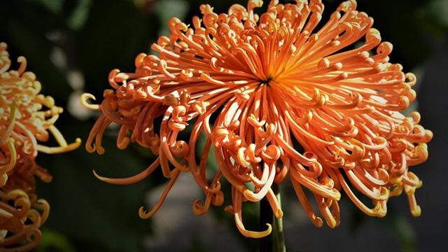 菊花什么时候开花