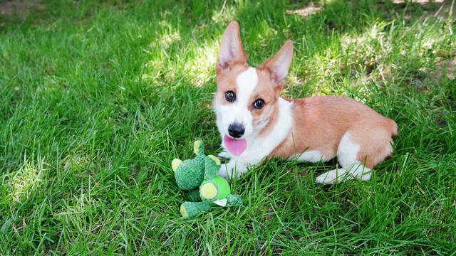 柯基犬作文