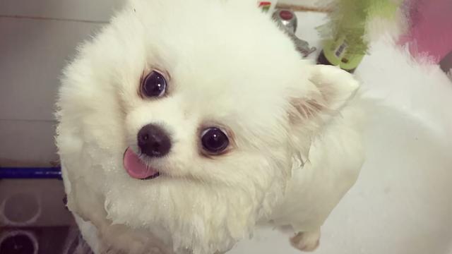 博美犬的洗澡方法