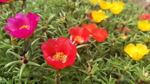 太阳花盆栽如何爆盆