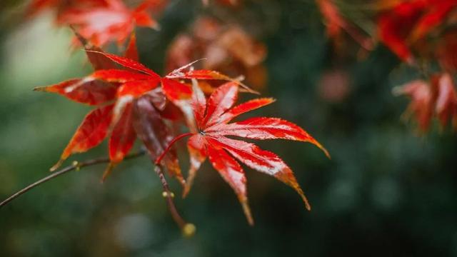 秋雨凉的诗句