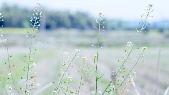 东风破10篇