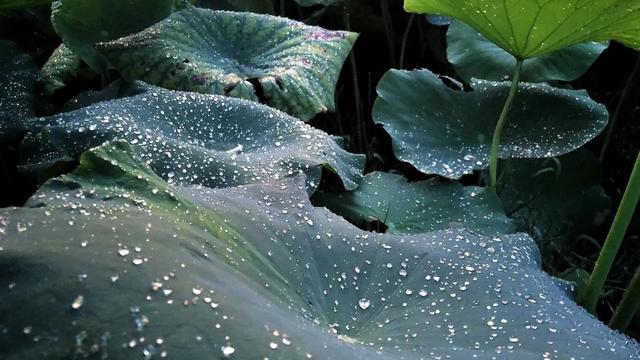 夏天下雨喝酒的优美诗句