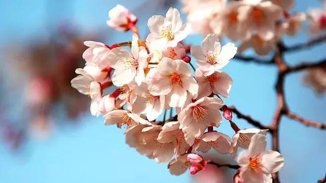 关于杏花的诗句大全