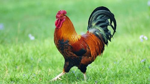 美丽的大公鸡作文100字左右