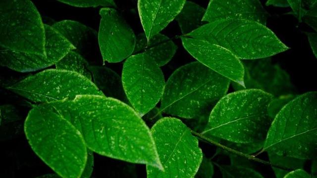 赞美绿叶的唯美简短语句