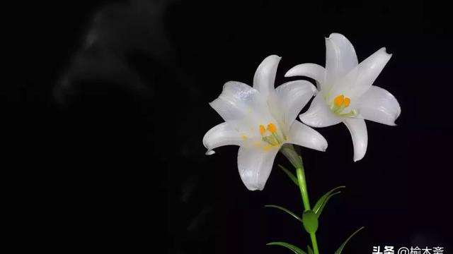 描寫百合花的好詞好句