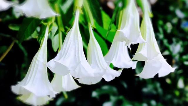 曼陀罗花文案句子