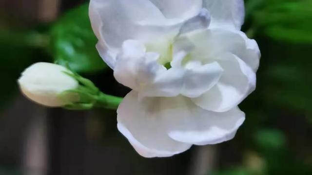 美丽的茉莉花作文精选