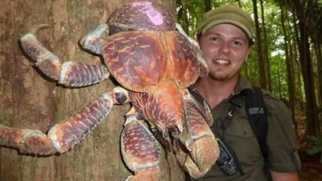 椰子蟹和蜘蛛蟹哪个厉害