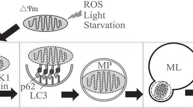 自噬研究的新动向―自噬流