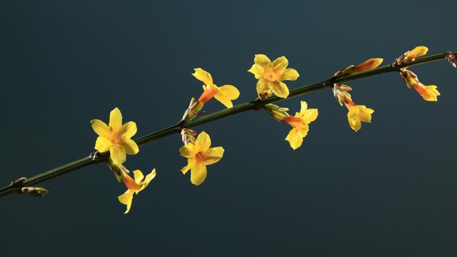 【热门】四年级写景作文300字