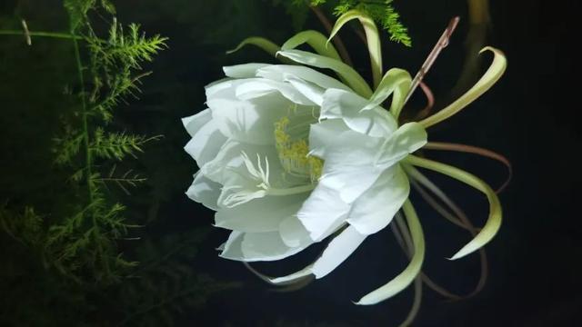 昙花一现唯美句子