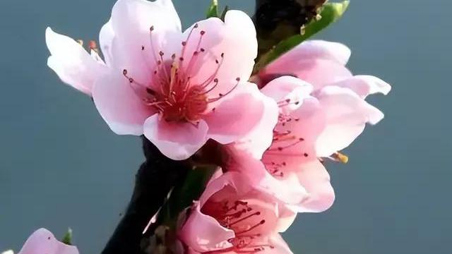 在那桃花盛开的地方作文（通用）