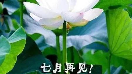 八月的问候句子（精选）