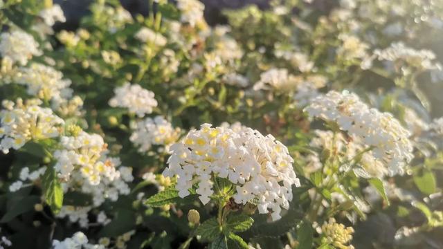 【热门】我最爱的植物作文