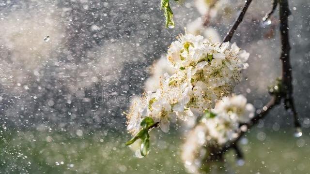 汪曾祺昆明的雨賞析