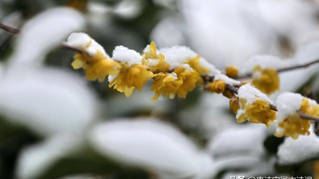 大寒节气的古诗简单