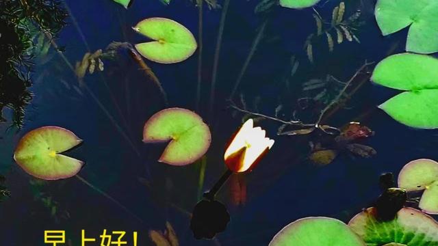 描写夏日早晨风景的诗句