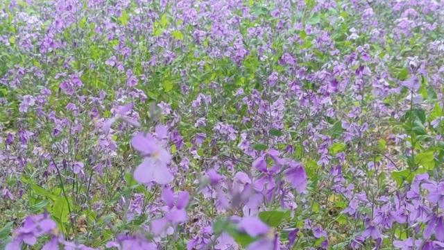 上海金山旅游景点