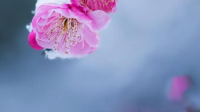 关于赞美梅花的诗句古诗大全