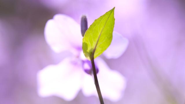 我学会了炒菜作文四年级下册