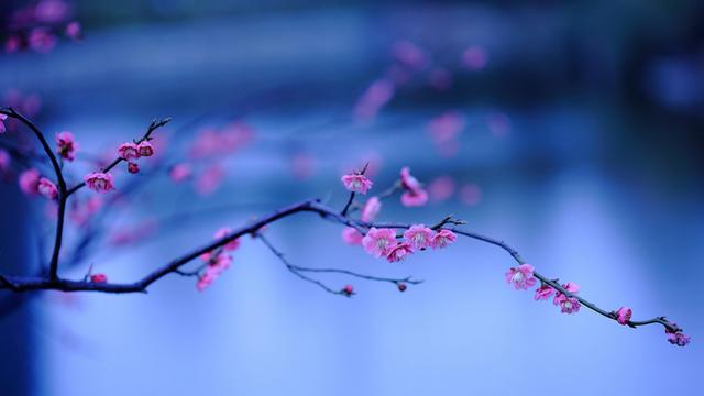 描写梅花的诗词佳句