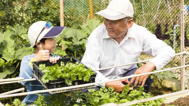 爷爷的菜地400字作文四年级（精选）