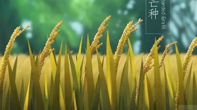 关于芒种的诗句古诗四句
