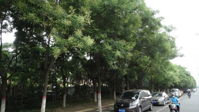 我爱家乡的槐树作文